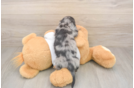 Meet Lynyard - our Dachshund Puppy Photo  3/3 - Windy City Pups Dachshund Puppy for Adoption