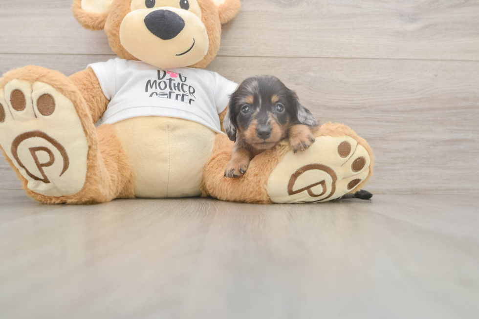 Meet Lynyard - our Dachshund Puppy Photo  2/3 - Windy City Pups Dachshund Puppy for Adoption