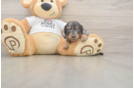 Meet Lynyard - our Dachshund Puppy Photo  2/3 - Windy City Pups Dachshund Puppy for Adoption