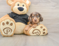 5 week old Dachshund Puppy For Sale - Windy City Pups