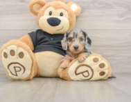 5 week old Dachshund Puppy For Sale - Windy City Pups