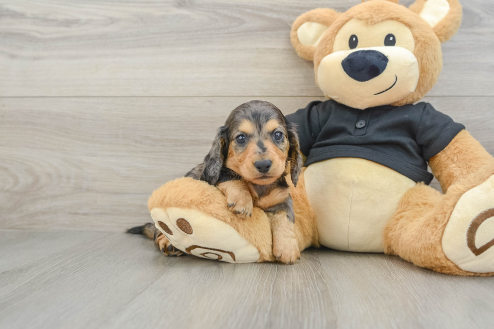 Best Dachshund Baby