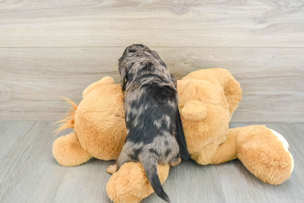 Cute Dachshund Purebred Pup