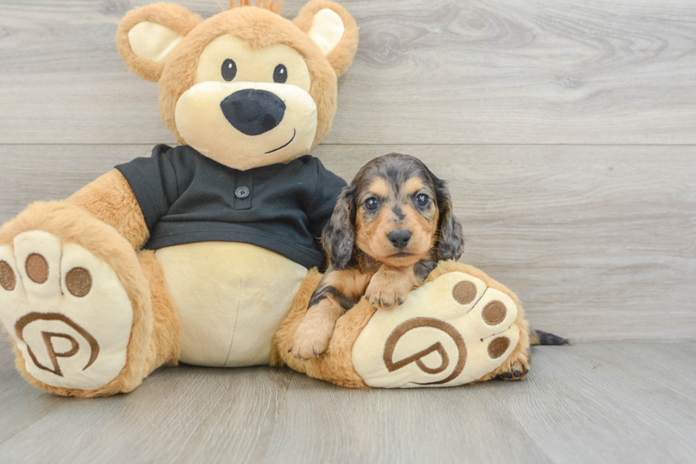 Cute Dachshund Baby
