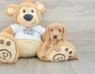 5 week old Dachshund Puppy For Sale - Windy City Pups