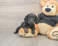 5 week old Dachshund Puppy For Sale - Windy City Pups