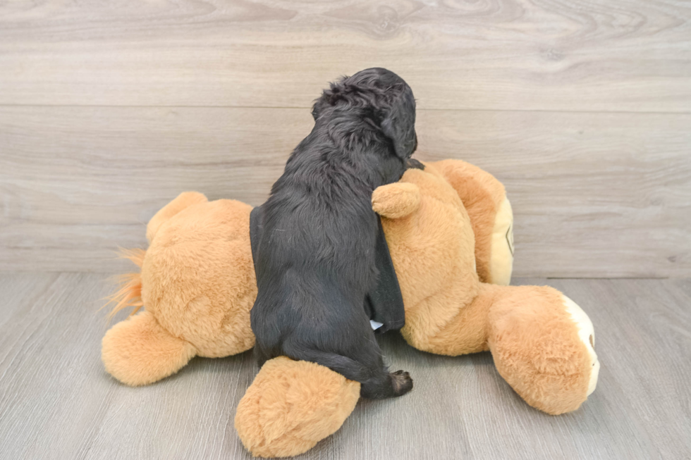 Cute Dachshund Purebred Pup