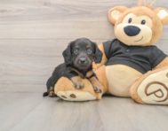 5 week old Dachshund Puppy For Sale - Windy City Pups