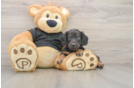 Dachshund Puppy for Adoption