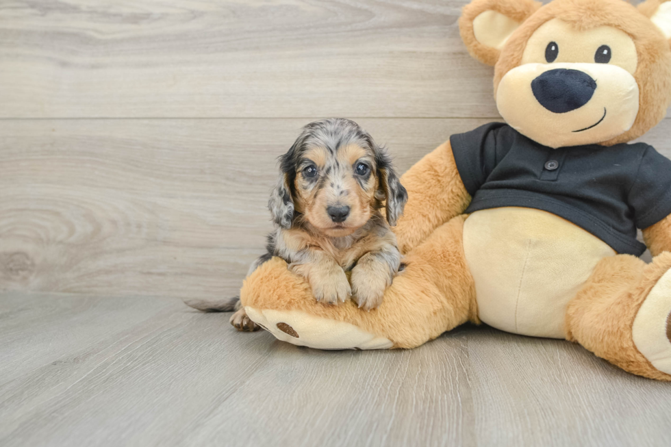 Dachshund Pup Being Cute