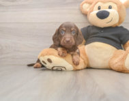 5 week old Dachshund Puppy For Sale - Windy City Pups