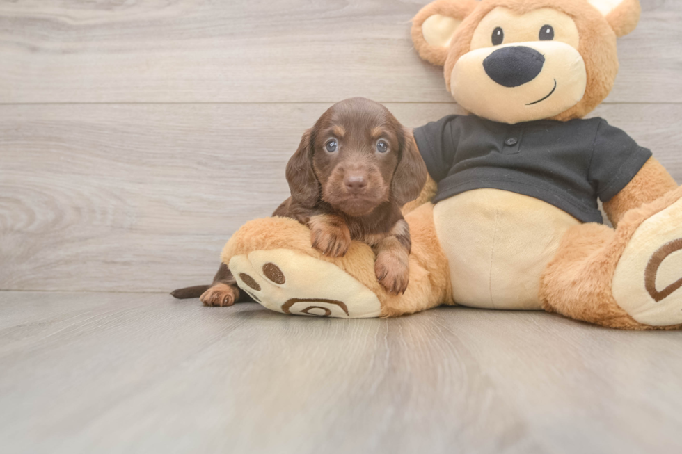 Cute Dachshund Baby