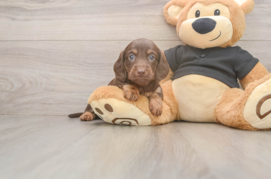 Cute Dachshund Baby