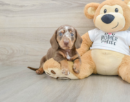 5 week old Dachshund Puppy For Sale - Windy City Pups