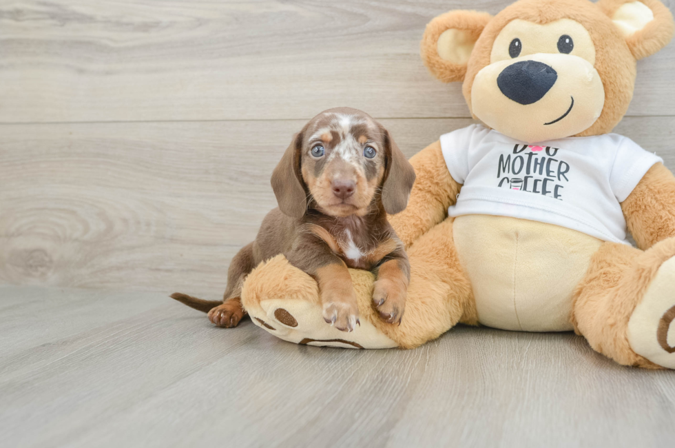 7 week old Dachshund Puppy For Sale - Windy City Pups