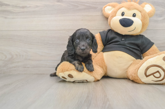 Cute Doxie Purebred Puppy