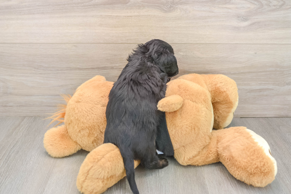 Cute Dachshund Purebred Pup