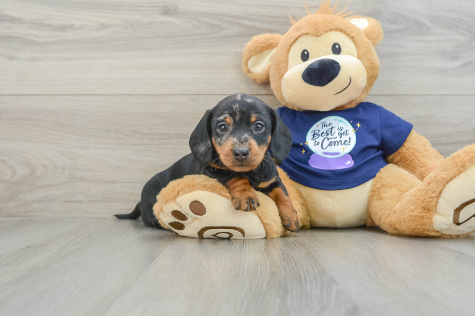 Cute Doxie Purebred Puppy