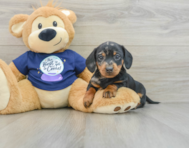 7 week old Dachshund Puppy For Sale - Windy City Pups