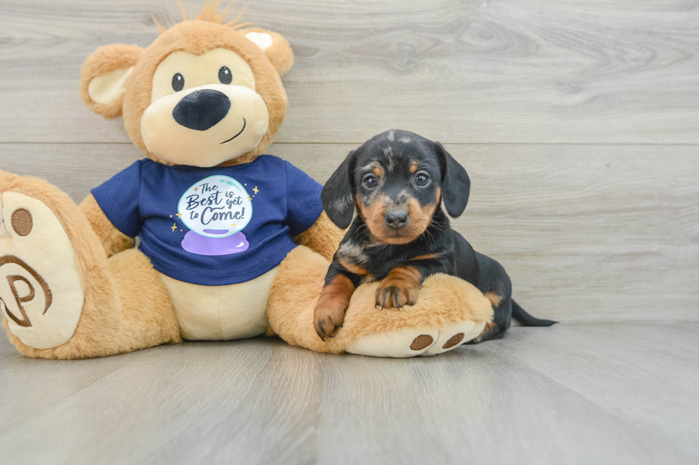 Dachshund Pup Being Cute