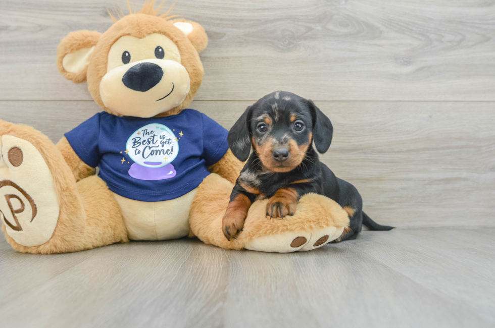 7 week old Dachshund Puppy For Sale - Windy City Pups