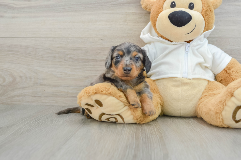 5 week old Dachshund Puppy For Sale - Windy City Pups