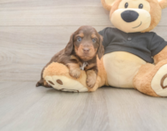 5 week old Dachshund Puppy For Sale - Windy City Pups