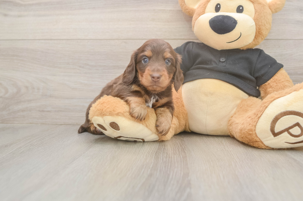 6 week old Dachshund Puppy For Sale - Windy City Pups
