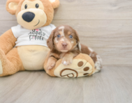 5 week old Dachshund Puppy For Sale - Windy City Pups