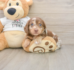 7 week old Dachshund Puppy For Sale - Windy City Pups