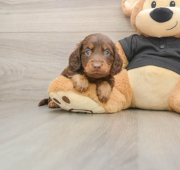 6 week old Dachshund Puppy For Sale - Windy City Pups