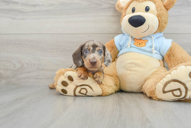 Cute Dachshund Baby