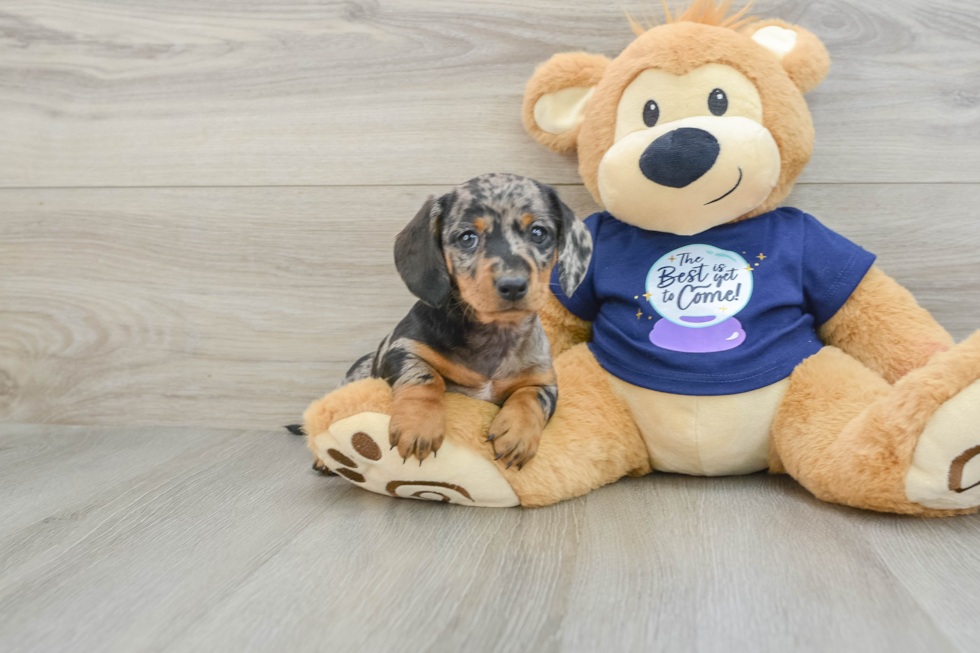 Dachshund Pup Being Cute