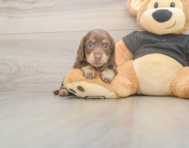 5 week old Dachshund Puppy For Sale - Windy City Pups