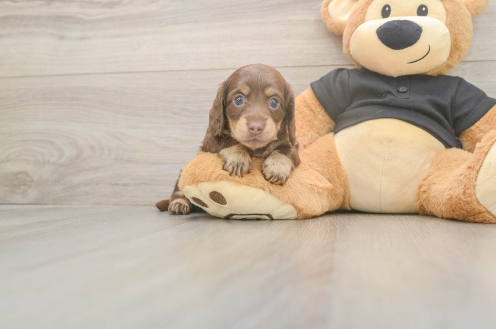 6 week old Dachshund Puppy For Sale - Windy City Pups