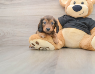 5 week old Dachshund Puppy For Sale - Windy City Pups
