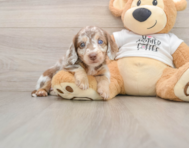 5 week old Dachshund Puppy For Sale - Windy City Pups