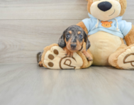 5 week old Dachshund Puppy For Sale - Windy City Pups