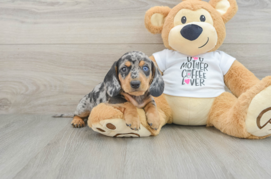 Cute Dachshund Purebred Pup