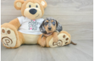 Cute Dachshund Baby