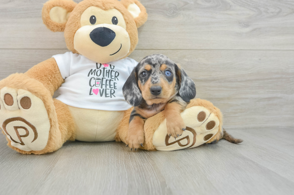 Cute Dachshund Baby