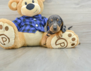 8 week old Dachshund Puppy For Sale - Windy City Pups