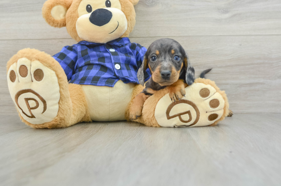 8 week old Dachshund Puppy For Sale - Windy City Pups