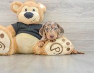 5 week old Dachshund Puppy For Sale - Windy City Pups