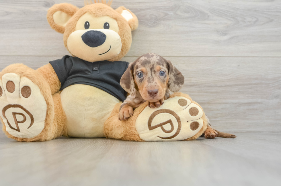 5 week old Dachshund Puppy For Sale - Windy City Pups