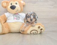 5 week old Dachshund Puppy For Sale - Windy City Pups