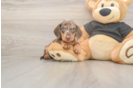 Cute Dachshund Purebred Pup