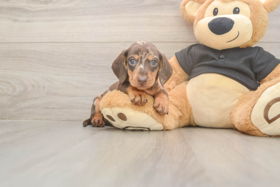Cute Dachshund Purebred Pup