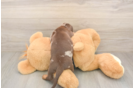 Cute Doxie Purebred Puppy