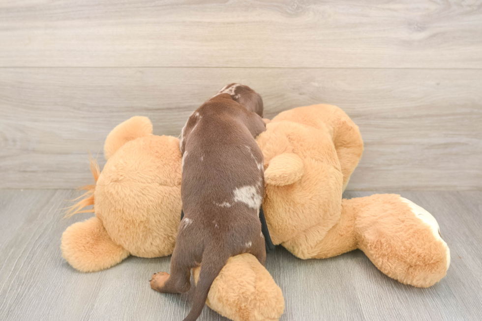 Cute Doxie Purebred Puppy